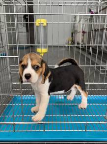 Tricolour Beagle puppy