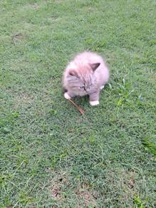Mixed Persian Kucing