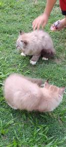 Mixed Persian Kucing