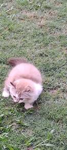Mixed Persian Kucing