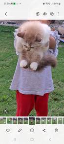 Mixed Persian Kucing
