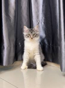 Silver tabby Mainecoon kitten