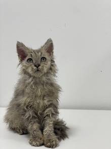 Selkirk Rex Brown Tabby