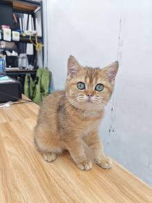 BSH Golden Shaded Female 3 months old Pet Shop Vis