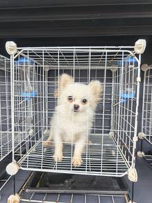 Pomeranian Female 1.5 years old Pet Shop Can Visit