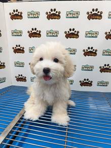 Tiny Maltipoo puppies Pet Shop Can Visit Puchong