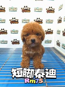 Tiny Poodle Toy Poodle Puchong Pet Shop Puppy can