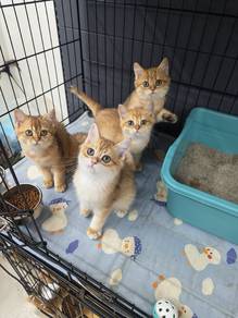 BSH Golden Shaded Cattery Pet shop Can visit pucho