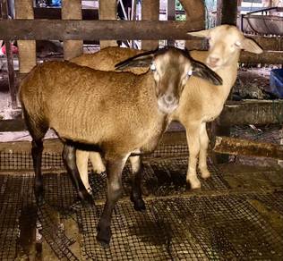 Kambing black belly cross