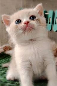 British Shorthair Kitten