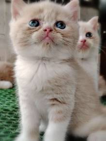 British Shorthair Kitten