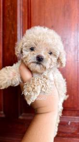 Poodle