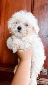 Shipoo (Short Leg)