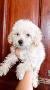 Tiny Poodle