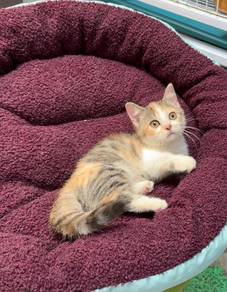 Kucing Munchkin calico