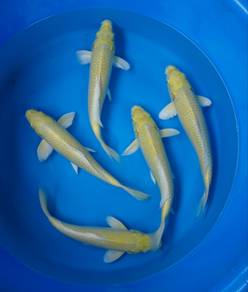 koi fish