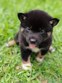 Pure Breed Shiba Inu Puppy