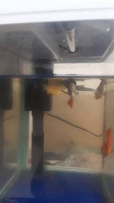 1pcs rm 7...golden honey gourami and lily fish