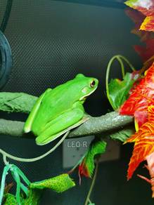White-Lipped Tree Frog / Katak