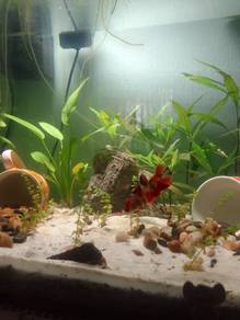 female koi betta rm 35