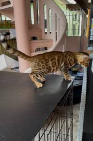 Bengal Brown Jantan