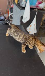 Bengal Donut Betina