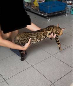 Bengal Quality betina