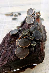 Red-Bellied Short-Necked Turtle / Kura-Kura