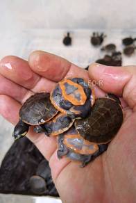 Red-Bellied Short-Necked Turtle / Kura-Kura