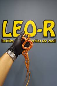 Hypo Amel Corn Snake / Ular