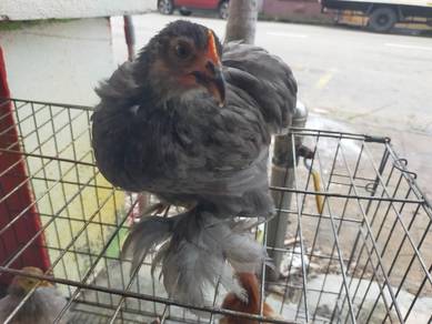 Anak cochin bantam (original breed)