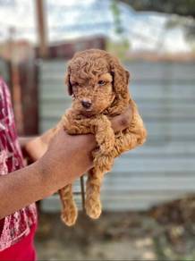 Poodle puppy
