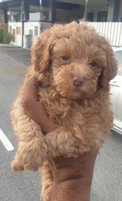 Poodle puppy