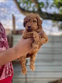 Poodle puppy