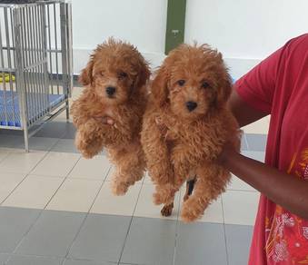 Poodle puppy