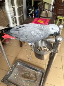 Burung Congo African Grey Parrot Bird jinak Berckp