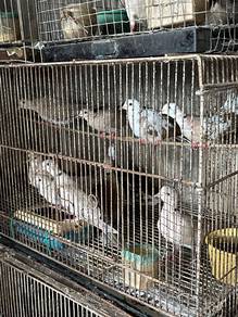Burung Terkukur Jawa