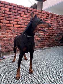 Dobermann Stud Service/mating service