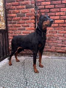Dobermann Stud Service/mating service