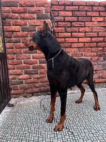 Dobermann Stud Service/mating service