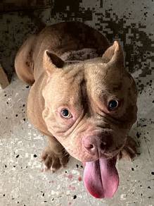 American Bully Stud /mating service