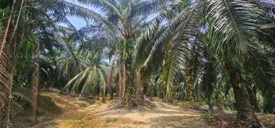 Harvesting Palm Oil Land @ Kg Bekor Manong Kuala kangsar for Sale
