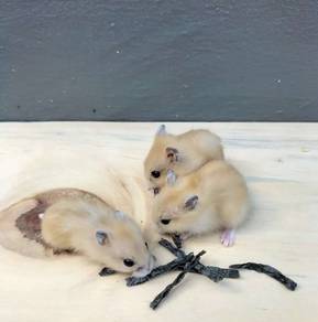 winter white golden dwarf hamster