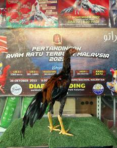 Ayam ratu
