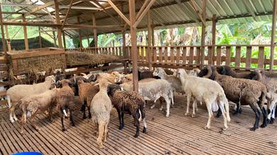 kambing