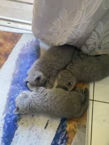British shorthair kitten