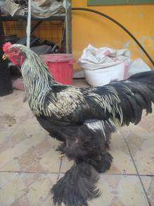 ayam brahma jantan