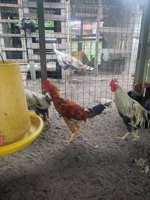 ayam kampung