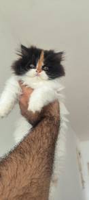 Flat face BLH kitten