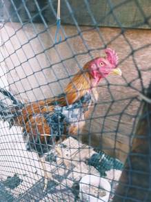 ayam baka